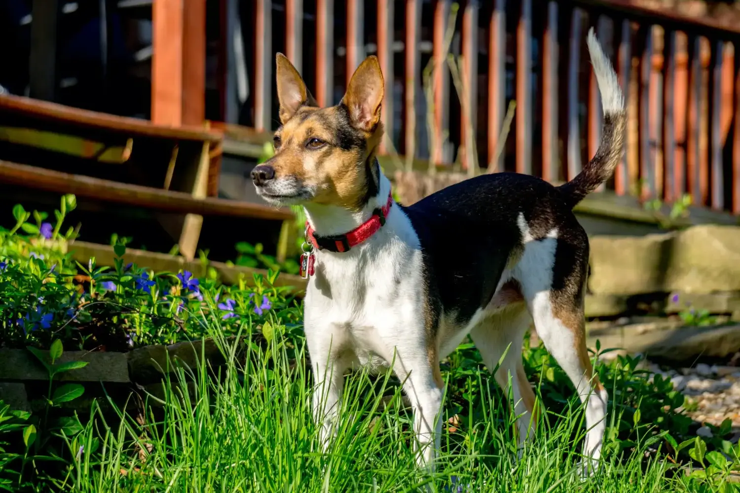 Read more about the article Rat Terrier Breeder