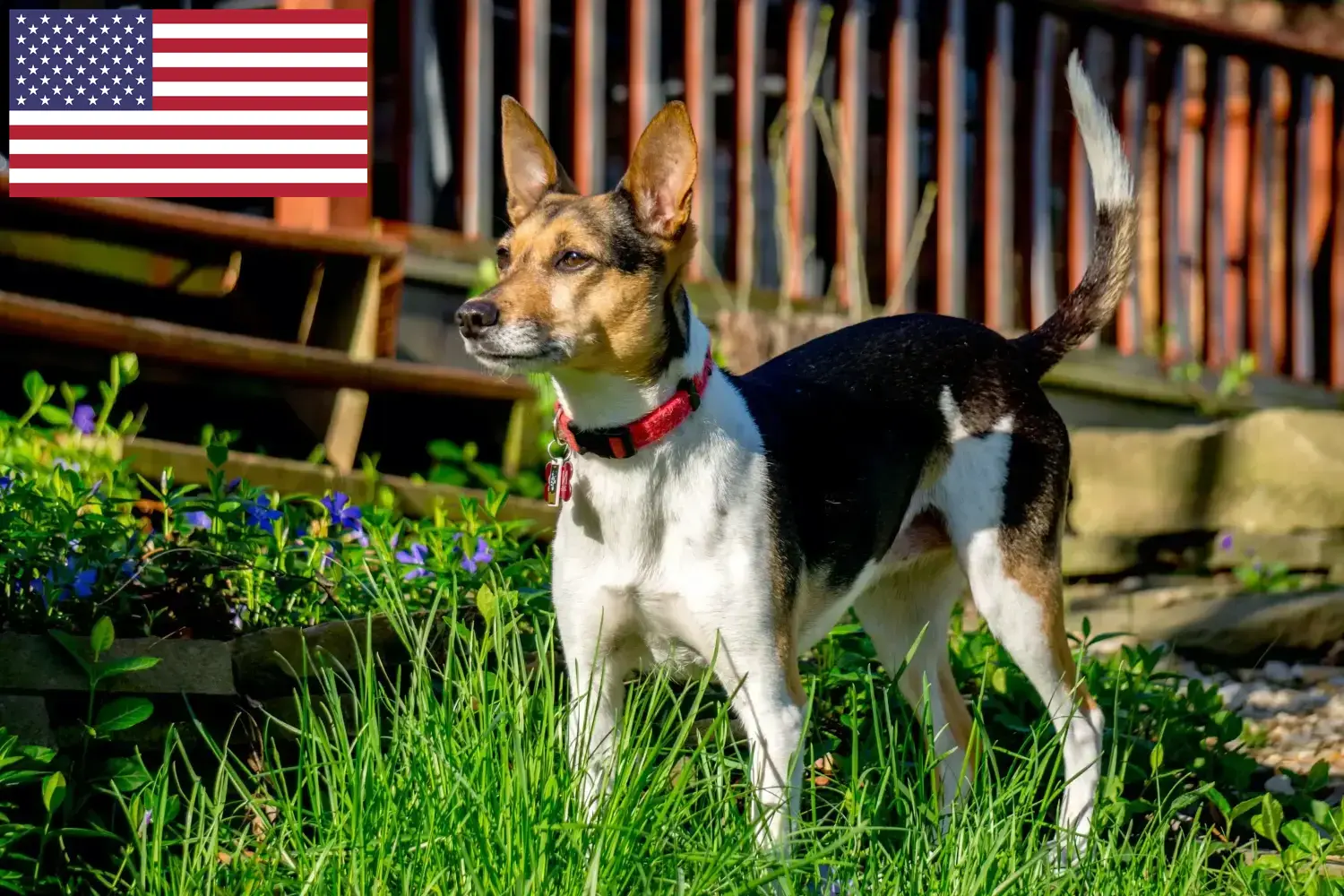 Read more about the article Rat Terrier breeders and puppies in the USA