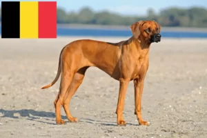 Read more about the article Rhodesian Ridgeback breeders and puppies in Belgium