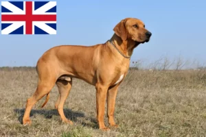 Read more about the article Rhodesian Ridgeback breeders and puppies in Great Britain