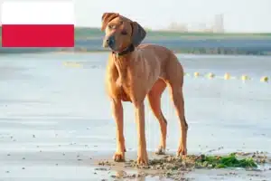 Read more about the article Rhodesian Ridgeback breeders and puppies in Poland