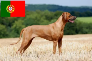 Read more about the article Rhodesian Ridgeback breeders and puppies in Portugal