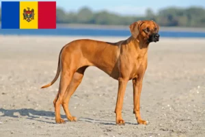 Read more about the article Rhodesian Ridgeback breeders and puppies in Moldova