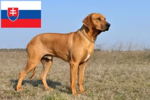 Read more about the article Rhodesian Ridgeback breeders and puppies in Slovakia