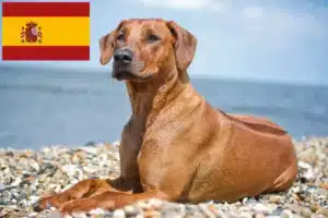 Read more about the article Rhodesian Ridgeback breeders and puppies in Spain