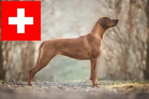 Read more about the article Rhodesian Ridgeback breeders and puppies in Switzerland