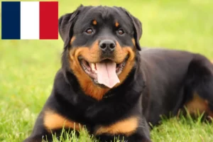 Read more about the article Rottweiler breeders and puppies in France