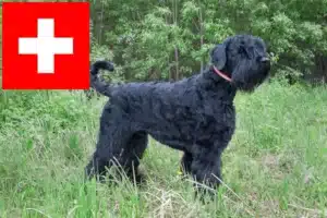 Read more about the article Russian Black Terrier breeders and puppies in Switzerland