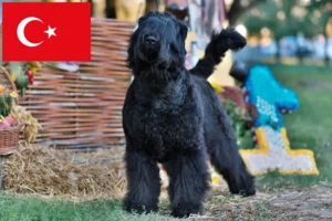 Read more about the article Russian Black Terrier Breeder and Puppies in Turkey