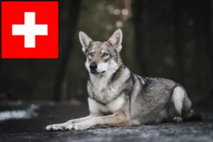 Read more about the article Saarloos wolfdog breeders and puppies in Switzerland