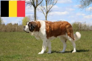 Read more about the article Saint Bernard breeders and puppies in Belgium