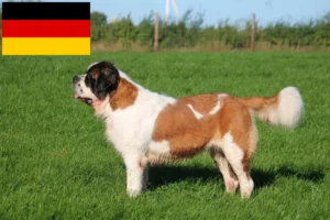 Read more about the article Saint Bernard breeders and puppies in Germany