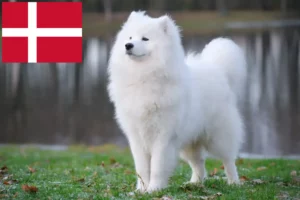 Read more about the article Samoyed breeders and puppies in Denmark