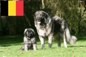 Read more about the article Šarplaninac breeders and puppies in Belgium