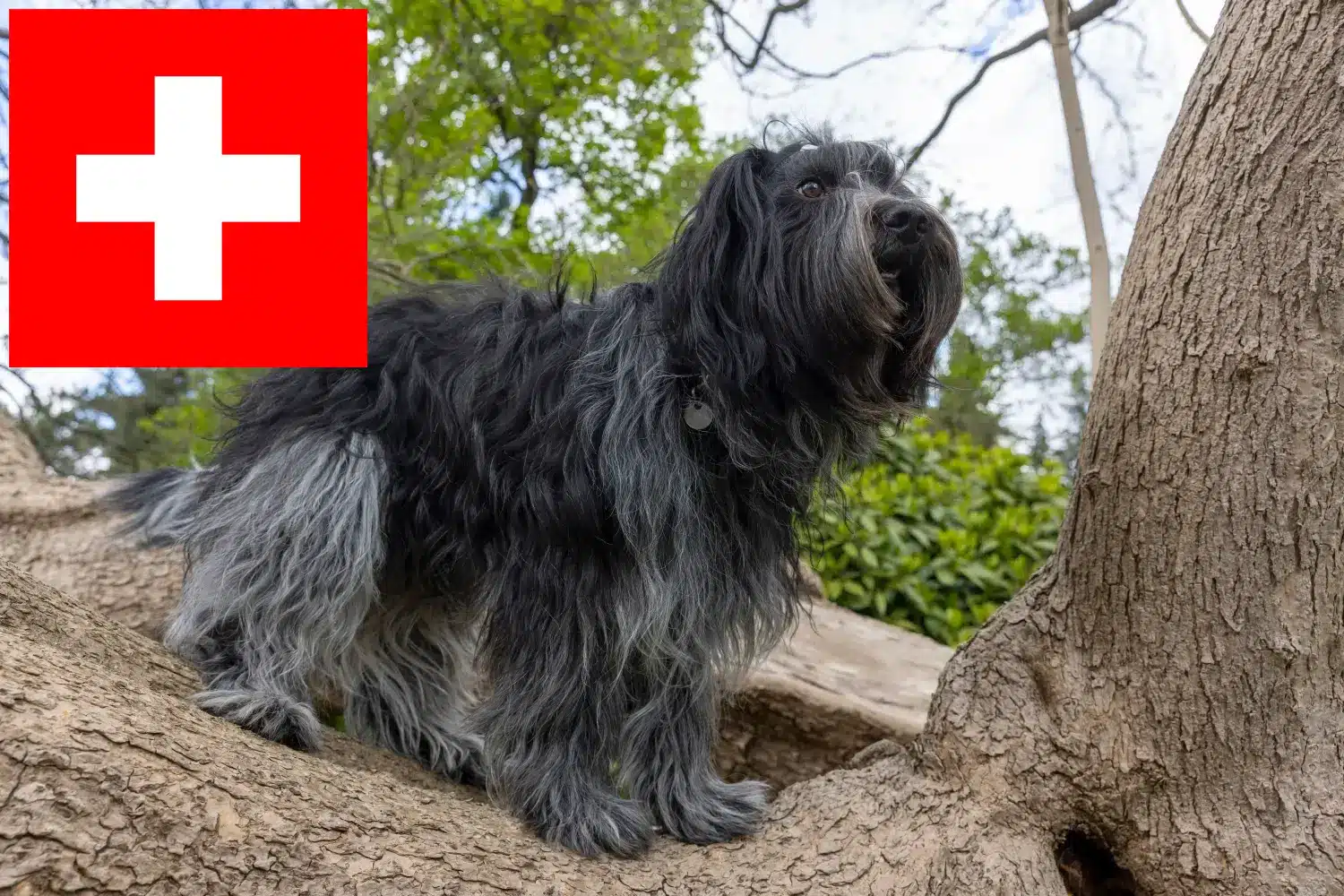 Read more about the article Schapendoes breeders and puppies in Switzerland