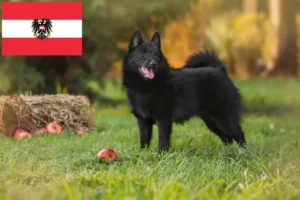 Read more about the article Schipperke breeders and puppies in Austria