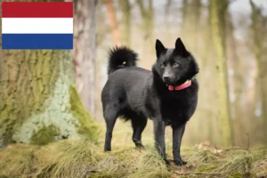 Read more about the article Schipperke breeders and puppies in the Netherlands
