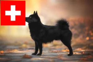 Read more about the article Schipperke breeders and puppies in Switzerland
