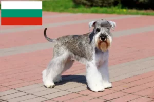 Read more about the article Schnauzer breeders and puppies in Bulgaria