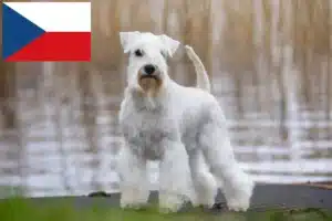 Read more about the article Schnauzer breeders and puppies in the Czech Republic