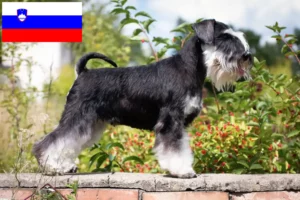 Read more about the article Schnauzer breeders and puppies in Slovenia