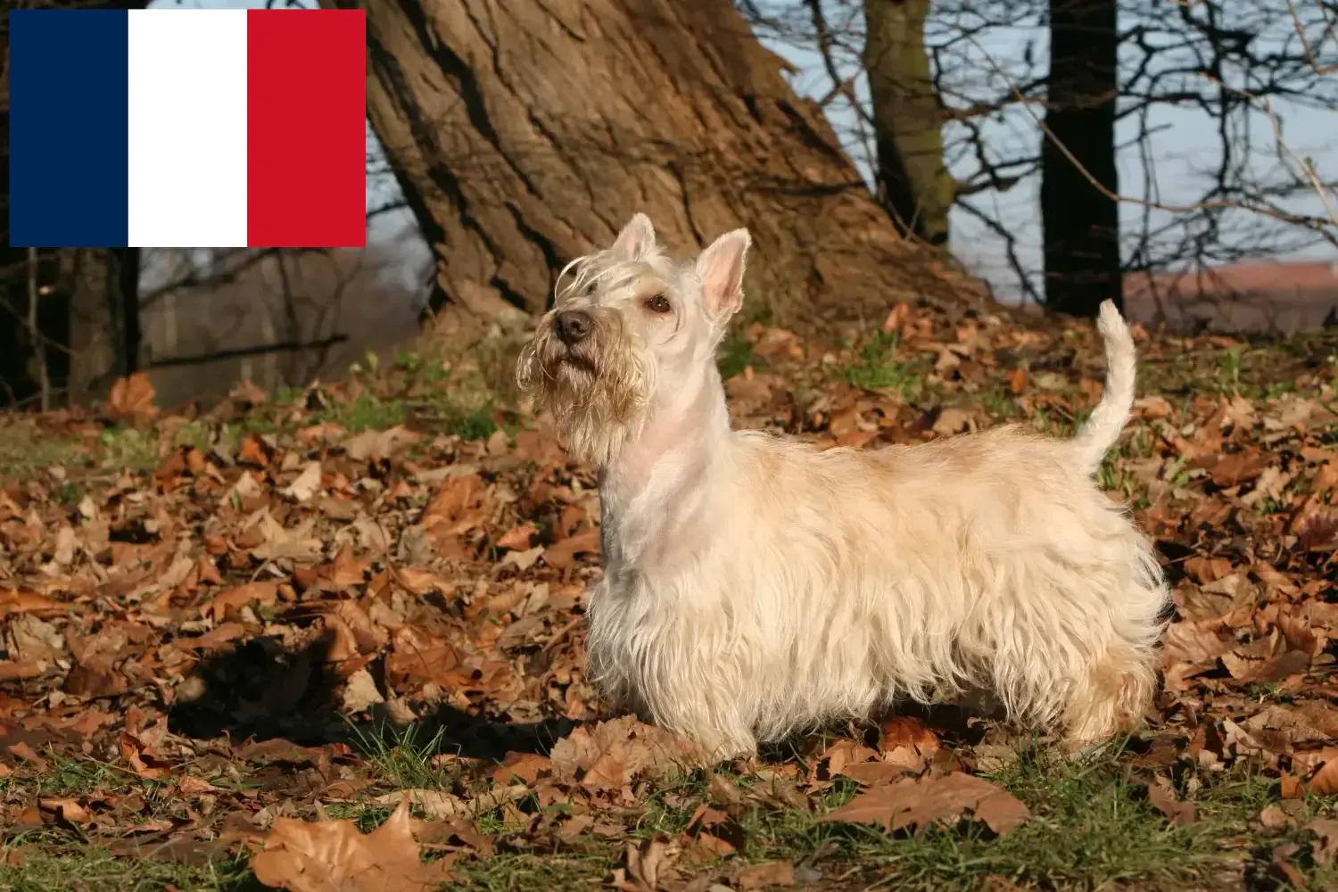 Read more about the article Scottish Terrier breeders and puppies in France