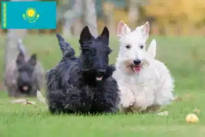 Read more about the article Scottish Terrier breeders and puppies in Kazakhstan