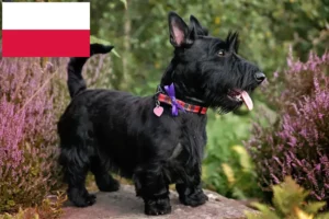Read more about the article Scottish Terrier breeders and puppies in Poland