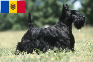 Read more about the article Scottish Terrier breeders and puppies in Moldova