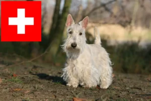 Read more about the article Scottish Terrier breeders and puppies in Switzerland