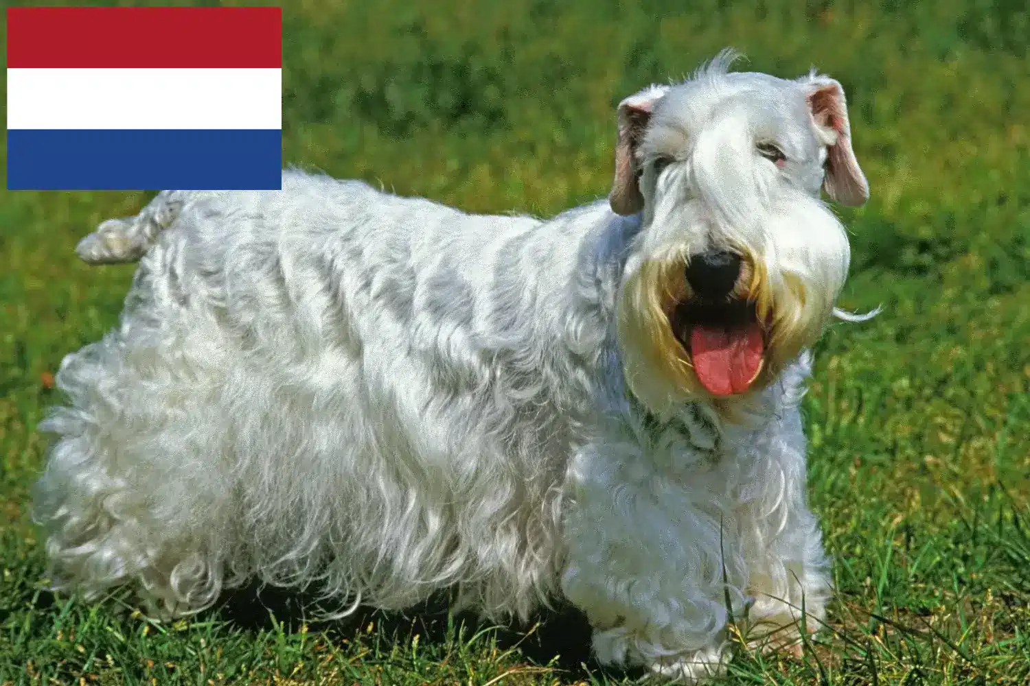 Read more about the article Sealyham Terrier breeders and puppies in the Netherlands