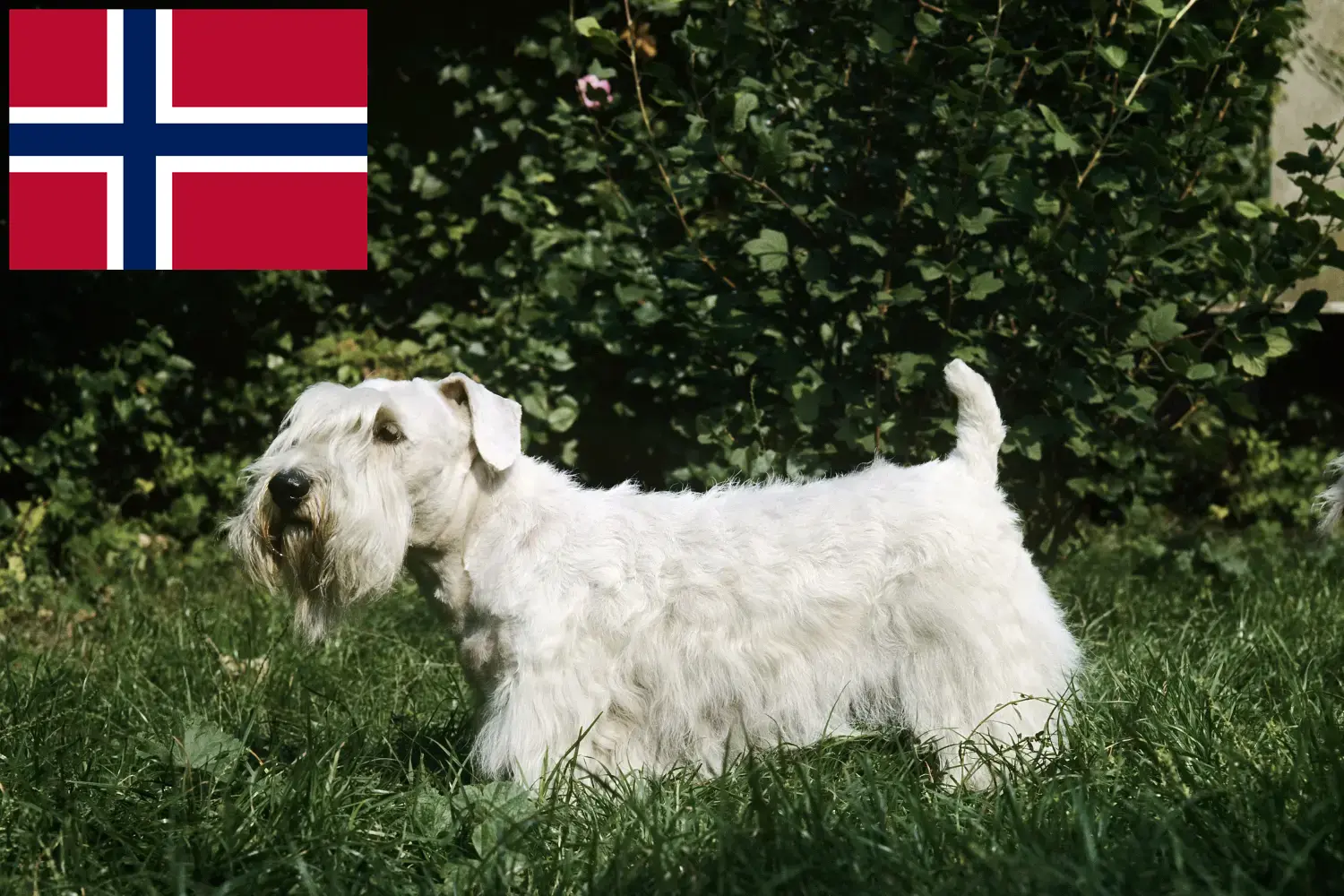 Read more about the article Sealyham Terrier breeders and puppies in Norway