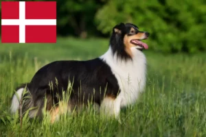 Read more about the article Sheltie breeders and puppies in Denmark