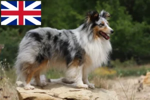 Read more about the article Sheltie breeders and puppies in Great Britain