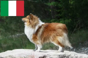Read more about the article Sheltie breeders and puppies in Italy