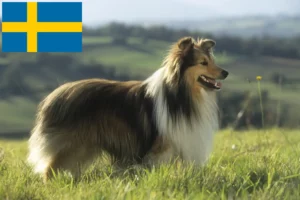 Read more about the article Sheltie breeders and puppies in Sweden