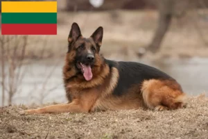 Read more about the article Shepherd dog breeders and puppies in Lithuania