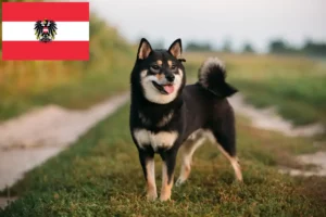 Read more about the article Shiba breeders and puppies in Austria