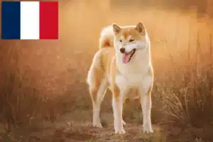 Read more about the article Shiba breeders and puppies in France