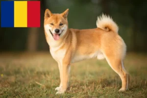 Read more about the article Shiba breeders and puppies in Romania