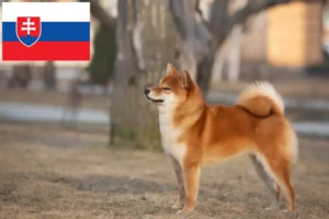 Read more about the article Shiba breeders and puppies in Slovakia