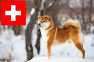 Read more about the article Shiba breeders and puppies in Switzerland