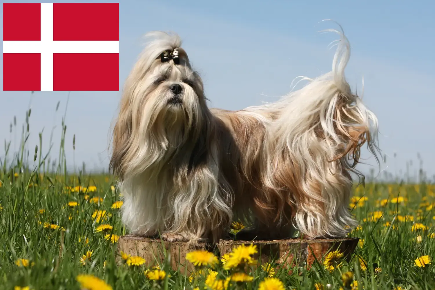 Read more about the article Shih Tzu breeders and puppies in Denmark