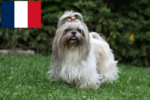 Read more about the article Shih Tzu breeders and puppies in France