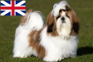 Read more about the article Shih Tzu breeders and puppies in the UK