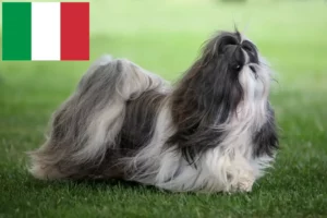 Read more about the article Shih Tzu breeders and puppies in Italy