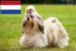 Read more about the article Shih Tzu breeders and puppies in the Netherlands