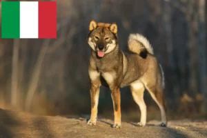 Read more about the article Shikoku breeders and puppies in Italy