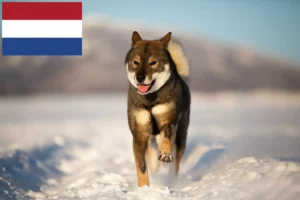 Read more about the article Shikoku breeders and puppies in Netherlands