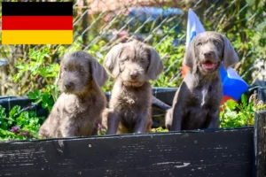 Read more about the article Slovakian Wirehaired Beard breeders and puppies in Germany